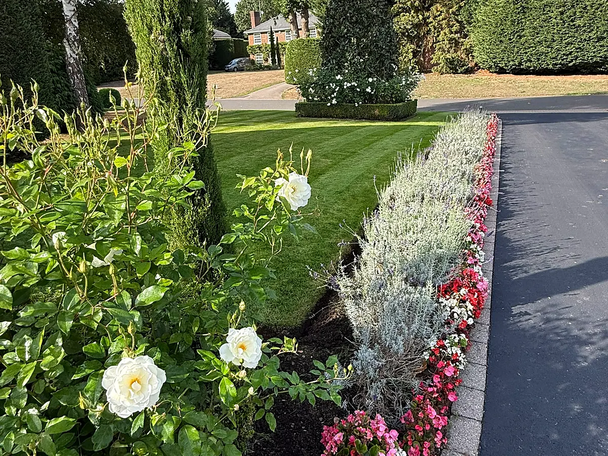 tdg-roses-and-flower-border